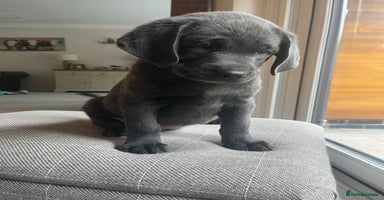 Labrador Retriever dogs - Advert 10