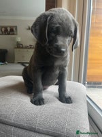 Labrador Retriever dogs - Advert 10