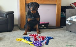 Rottweiler dogs for stud: Male for stud - Image 10