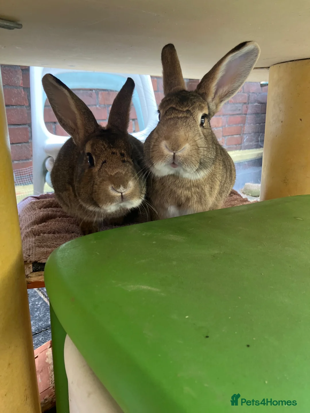 Mixed Breed rabbits for sale: Neutered pair bonded 2yo mixed breed rabbits  in London - Advert 1