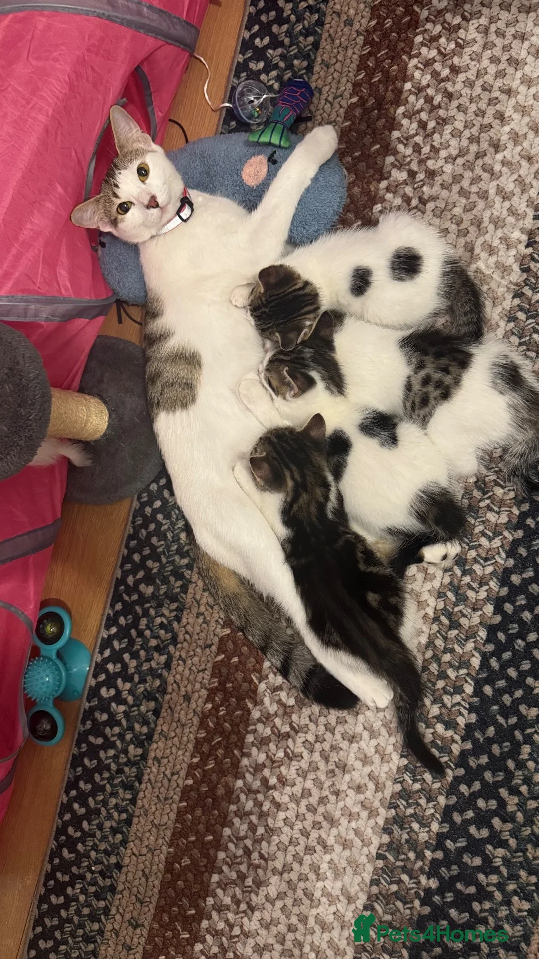 Mixed Breed cats for sale: 🐾 Beautiful Kittens for Sale 🐾 in Reading - Advert 2