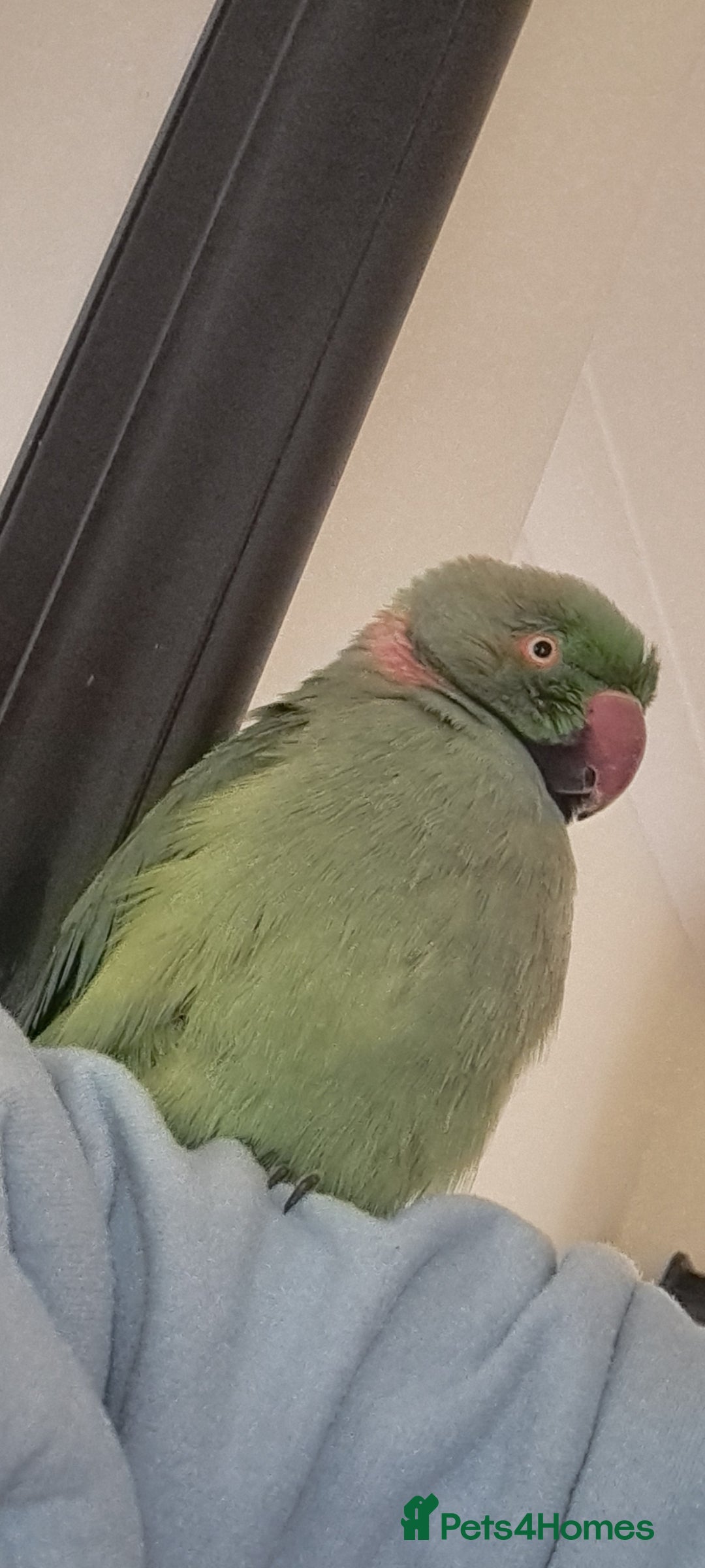 Ringnecks birds for sale: 2 year old male Indian Ringneck parrot - Advert 3