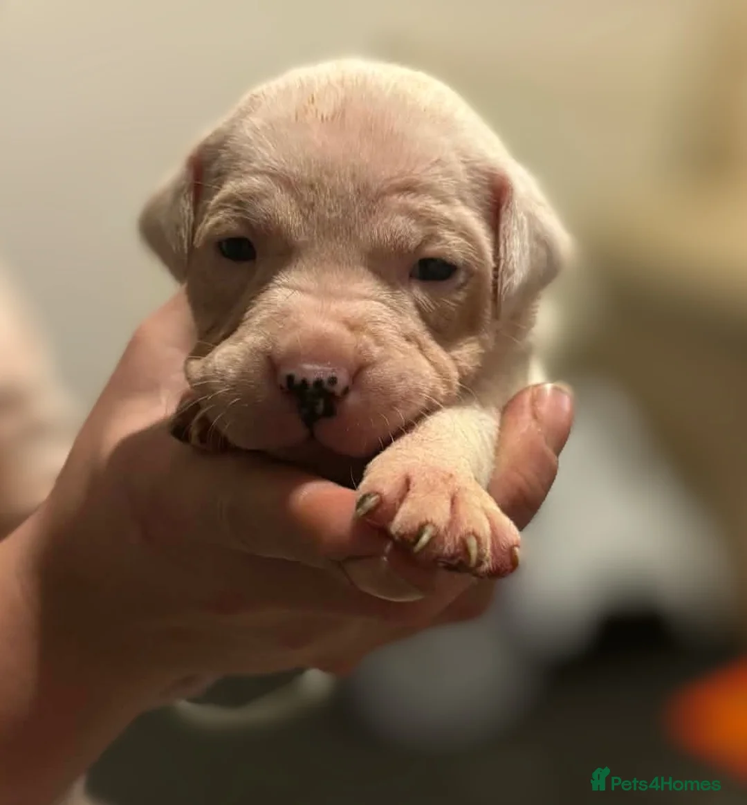 Mixed Breed dogs for sale: Bull cross staffy pups. LAST 2 GIRLS LEFT  - Advert 6