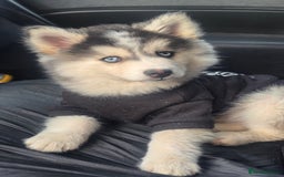 Pomsky dogs for sale: Pomsky F3 Pups -Read Descp - Image 10