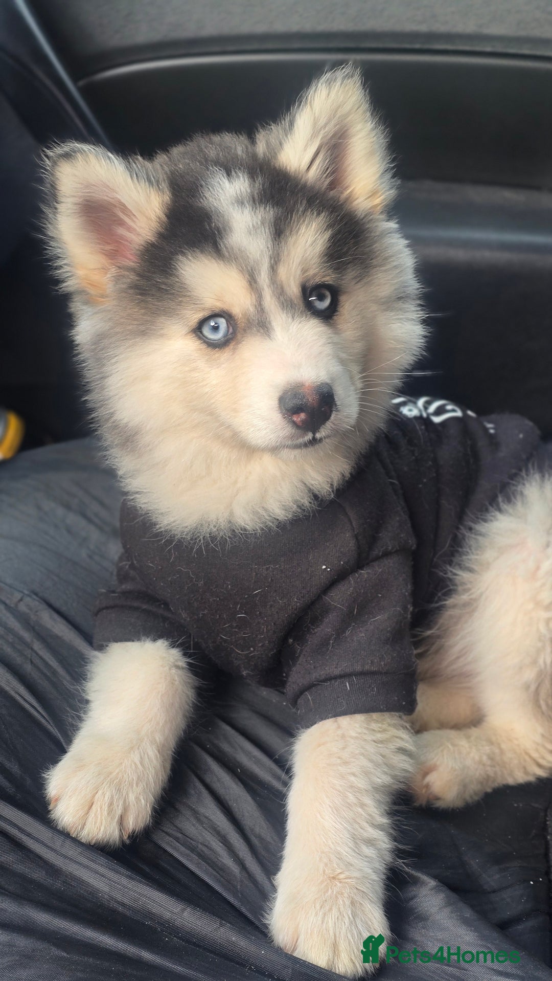 Pomsky dogs for sale: Pomsky F3 Pups -Read Descp - Image 10