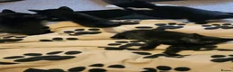 Mixed Breed cats for sale: 4 Beautiful Mixed-Breed Kittens - Advert 5