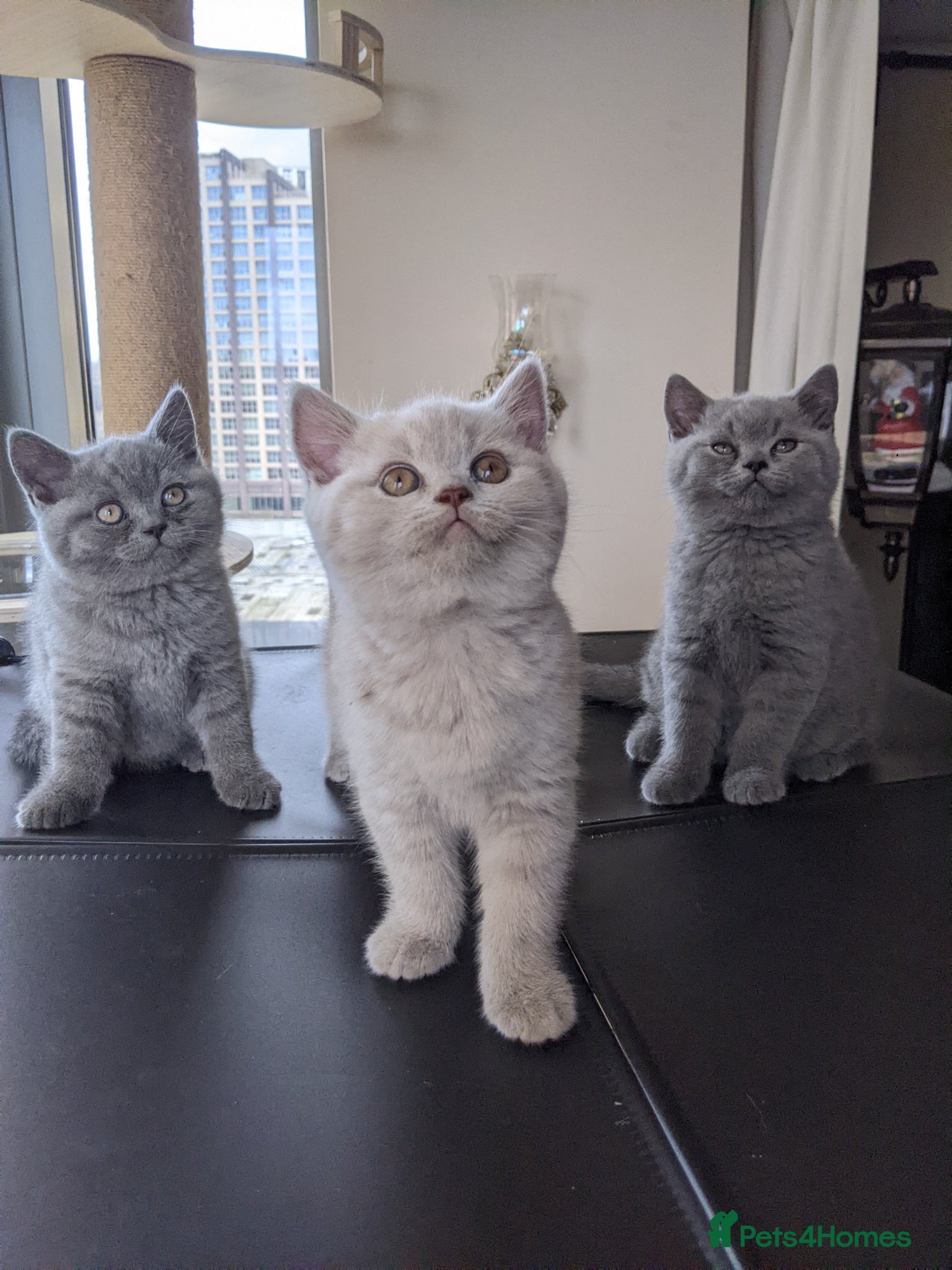 British Shorthair cats British Shorthairs 2 boys 1 girl - Advert 2