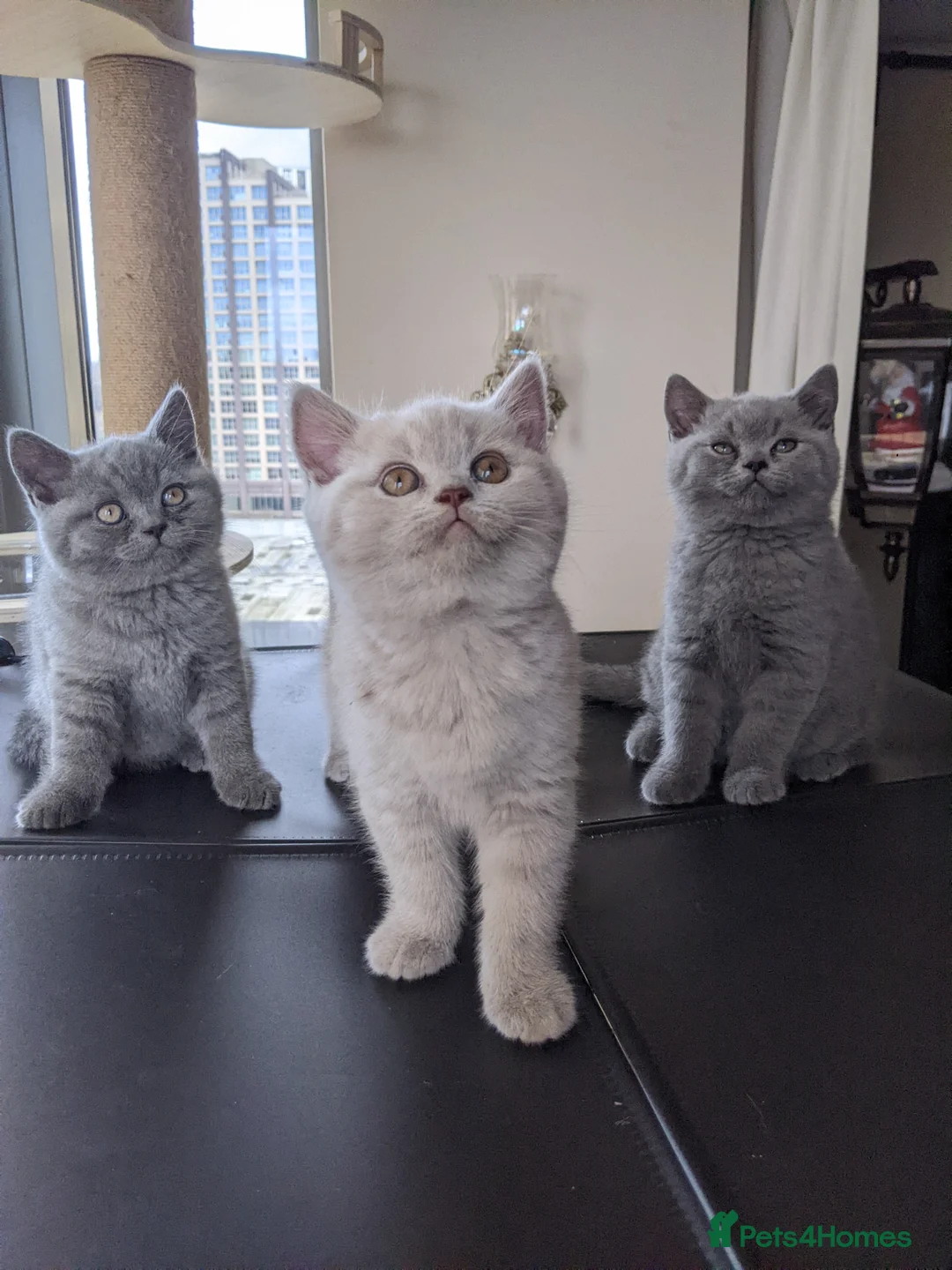 British Shorthair cats for sale: British Shorthairs 2 boys 1 girl - Advert 1