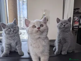 British Shorthair cats British Shorthairs 2 boys 1 girl - Advert 2