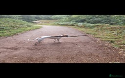 Whippet dogs for sale: 8 KC gorgeous pups, 4 boys & 4 girls. - Image 20