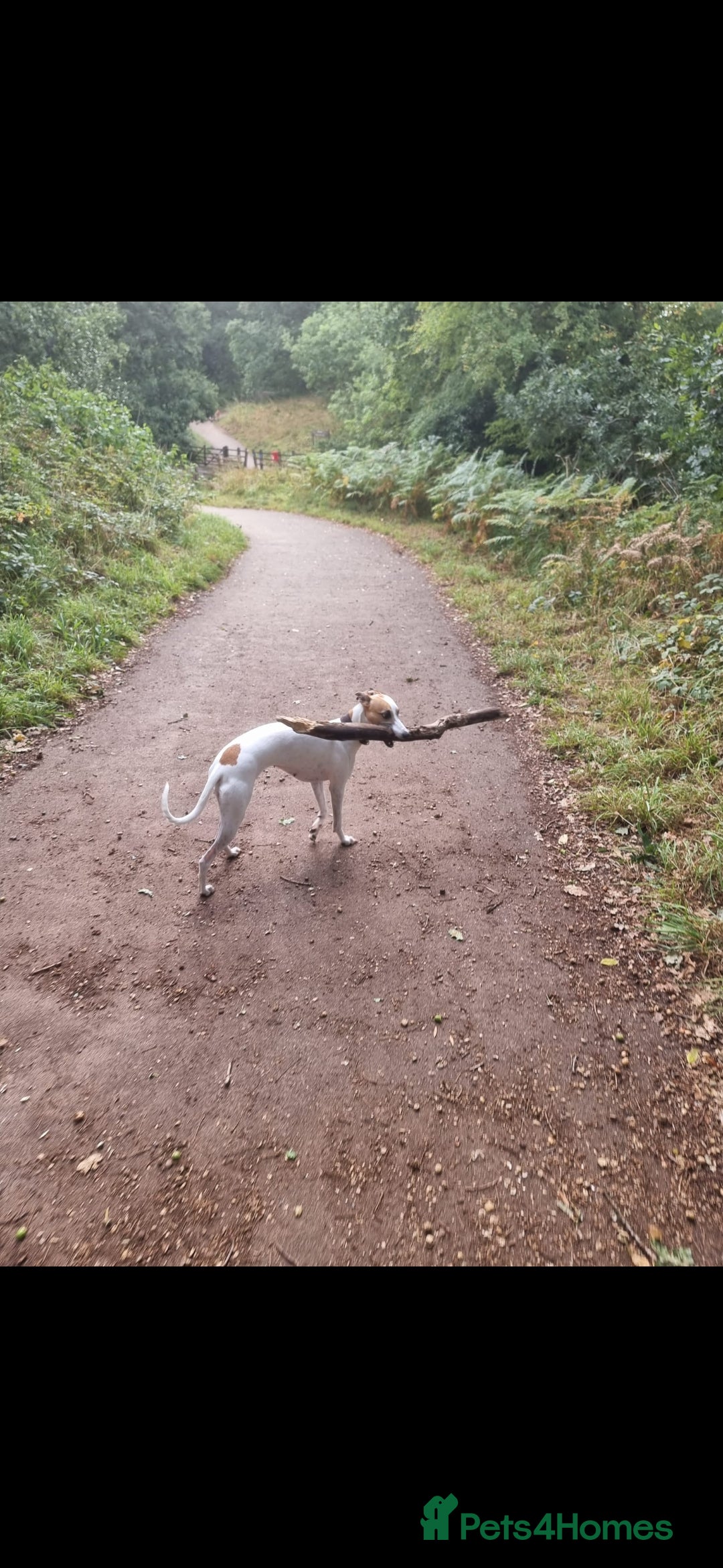 Whippet dogs for sale: 8 KC gorgeous pups, 4 boys & 4 girls. - Image 20