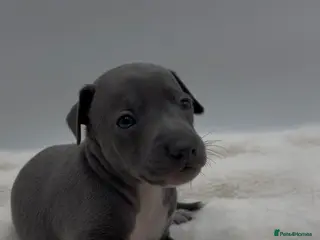 Italian Greyhound dogs for sale: Italian greyhound puppies for sale - Advert 1