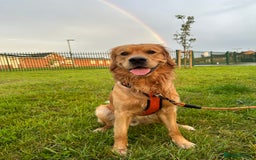 Golden Retriever dogs for stud: HANDSOME 2 YEAR OLD RED STUD - GOLDEN RETRIEVER  - Image 13