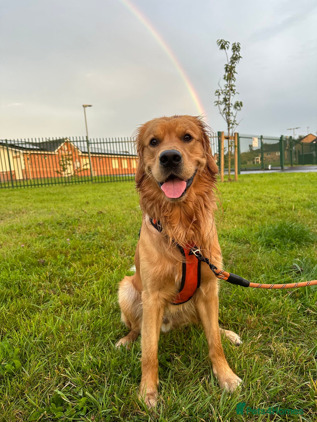 Golden Retriever dogs for stud: HANDSOME 2 YEAR OLD RED STUD - GOLDEN RETRIEVER  - Image 13