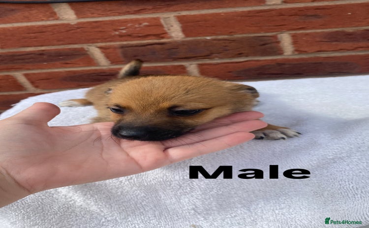 Mixed Breed dogs - Advert 7