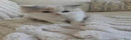 Perdoll cats for sale: Ragdoll x persian  - Advert 4
