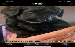 Cockapoo dogs for sale: Cockerpoo puppies Two Boys - Advert 8