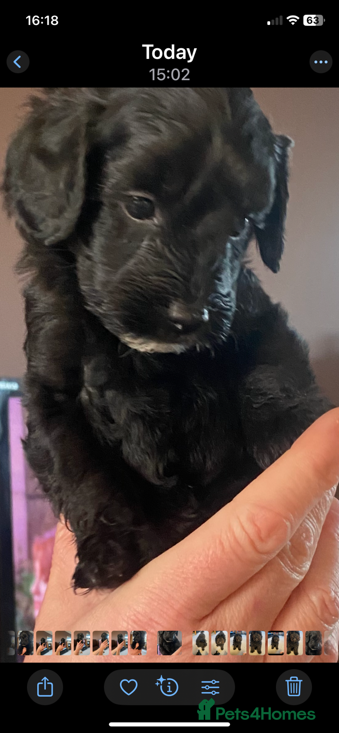 Cockapoo dogs for sale: Cockerpoo puppies Two Boys - Advert 8