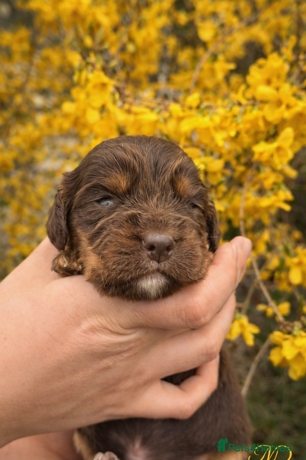 Cocker Spaniel dogs Stunning Working Cocker Spaniel Puppies.  - Advert 2