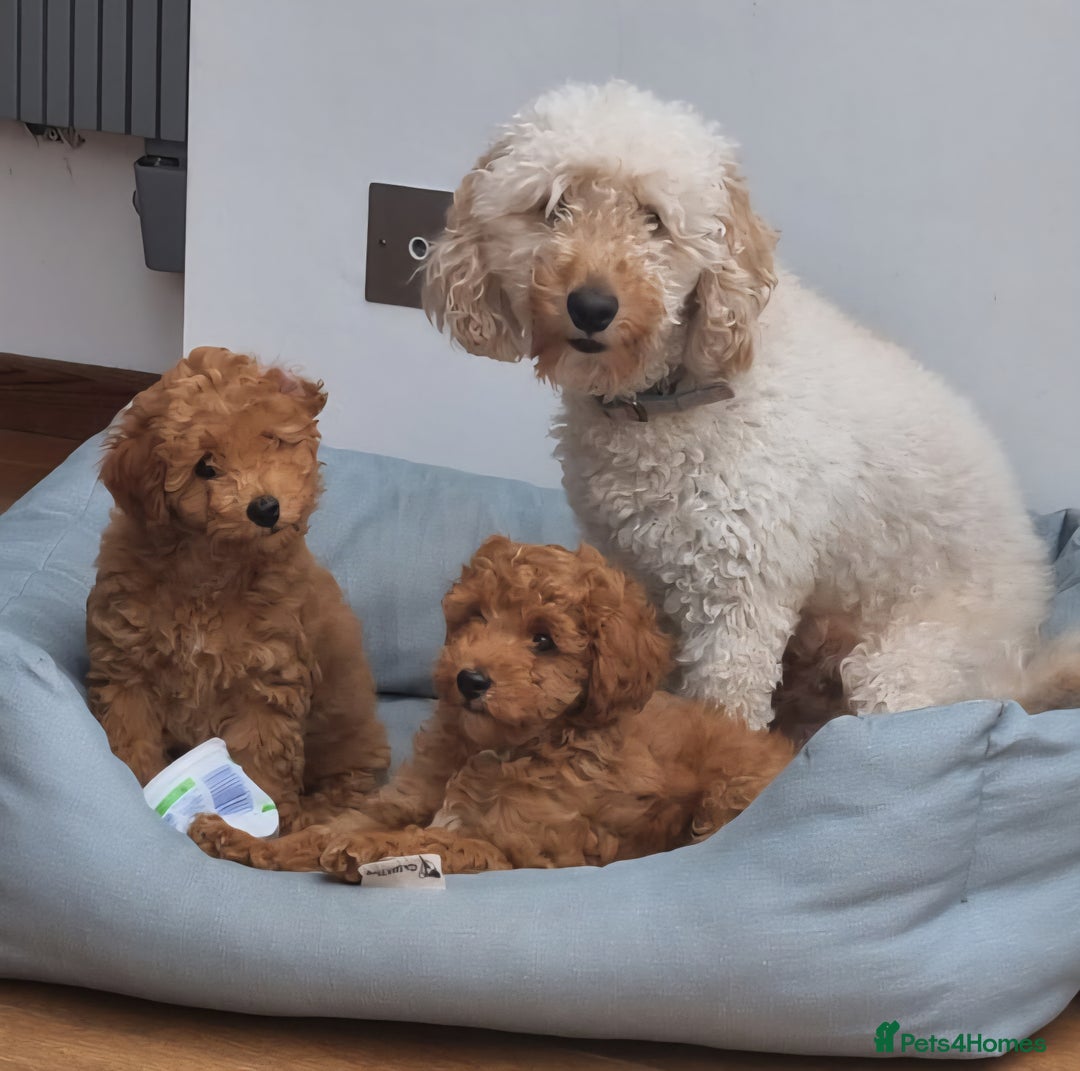 Miniature Poodle dogs for sale: READY NOW !Adorable Miniature Poodle Puppies! in London - Image 14