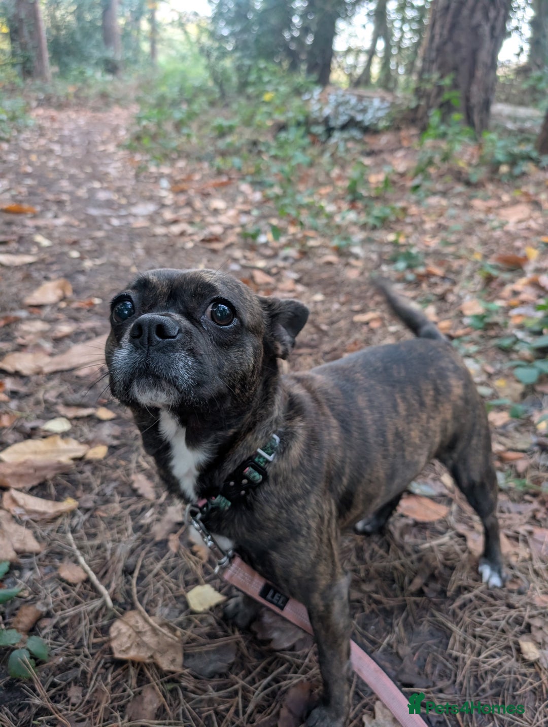 Mixed Breed dogs for sale: 75% Frenchie puppies - Advert 2