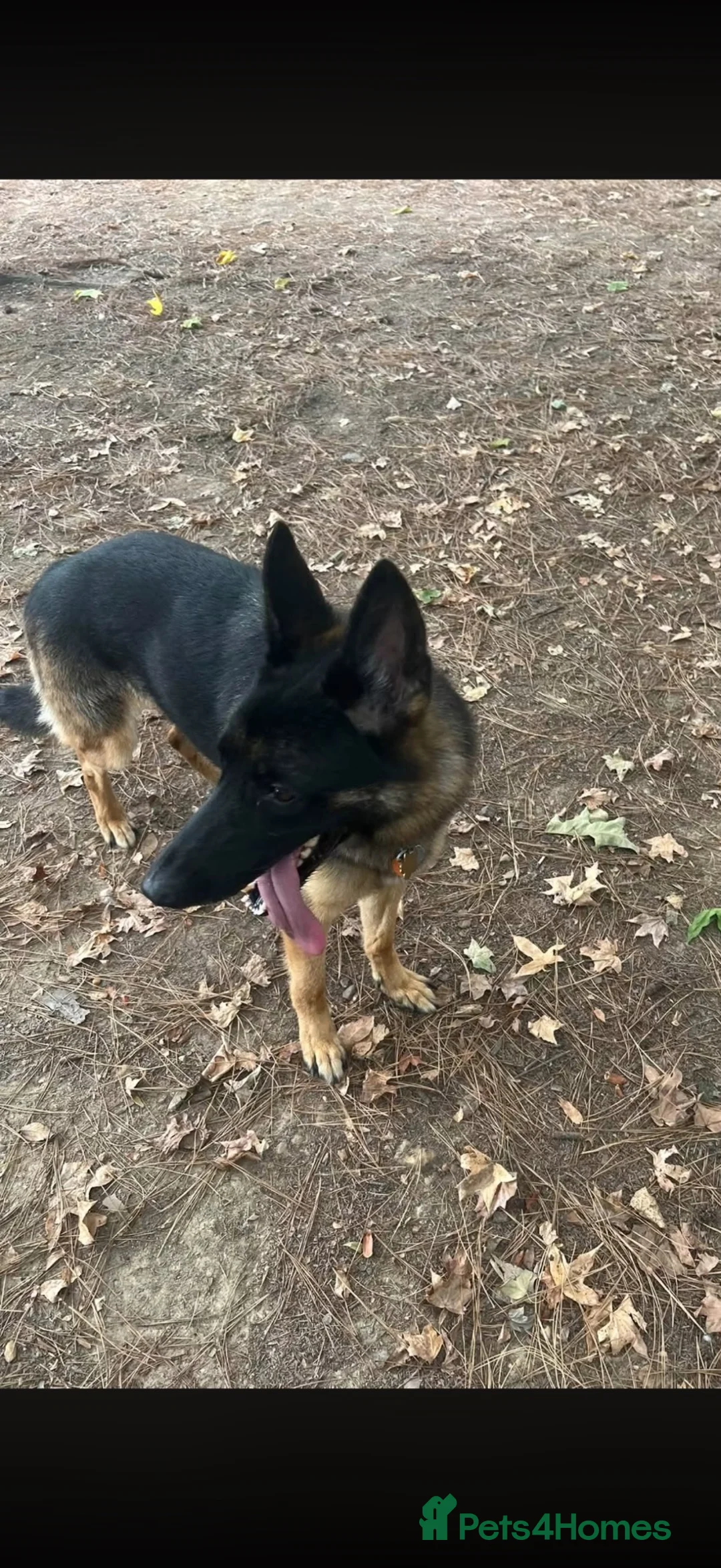 German Shepherd dogs for sale: Unrelated male and female German shepherds - Advert 5