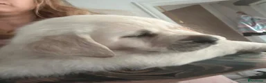  Puppy 3