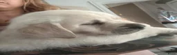 Goldador dogs for sale: Last one girl Champion Bloodline Goldador - Advert 15