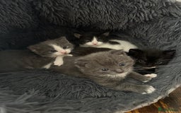 European cats for sale: 3 beautiful kittens left  - Image 6