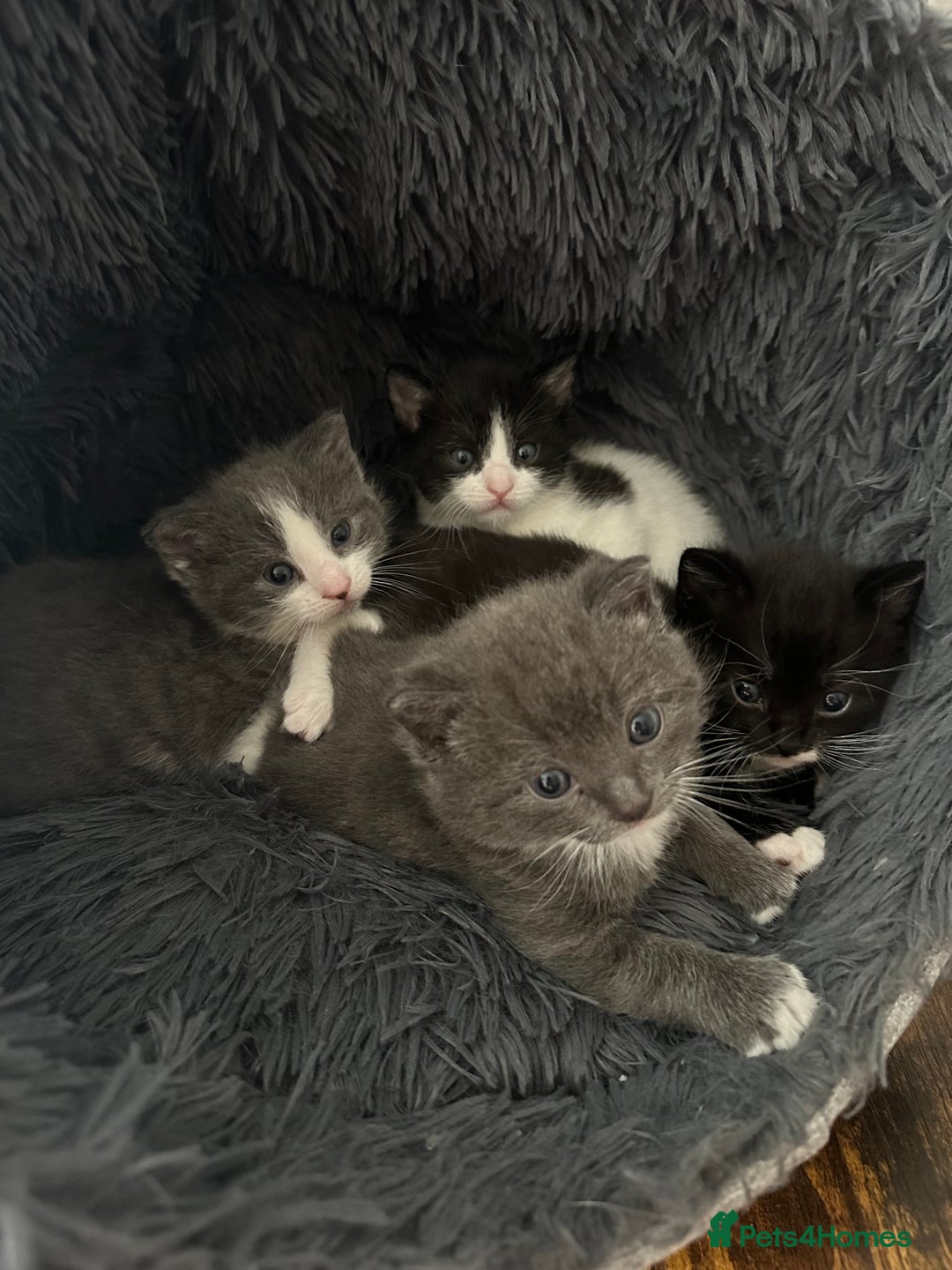 European cats for sale: 3 beautiful kittens left  - Image 6
