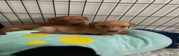 Labrador Retriever dogs for sale: 8 gorgeous Labrador puppies  - Advert 15