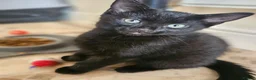 Mixed Breed cats for sale: 3 Playful Black Brother Kittens Looking for Homes - Advert 28