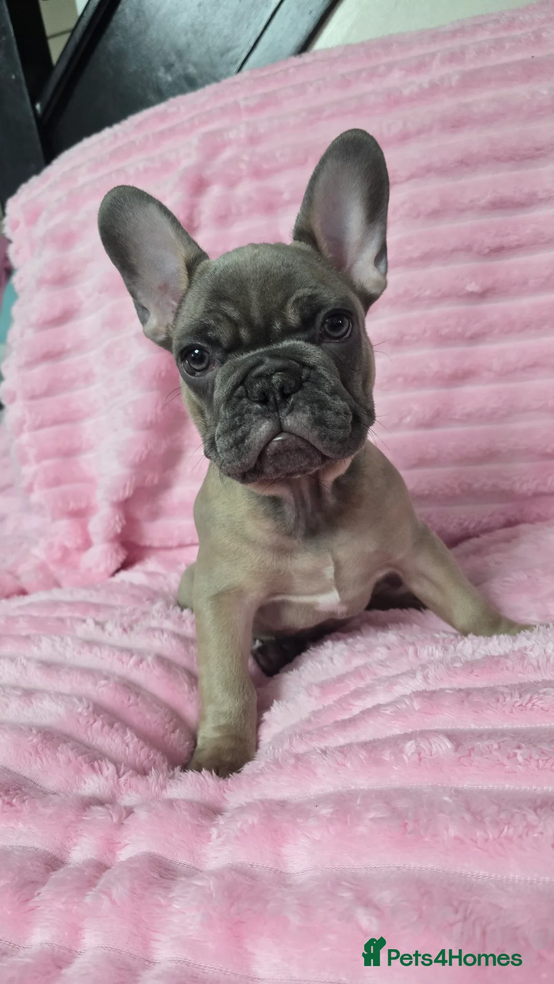 French Bulldog dogs for sale:  french bulldog puppies ( ready now )  - Advert 11