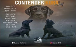 Labrador Retriever dogs for stud: FULLY HEALTH TESTED STUD DOG - Image 1