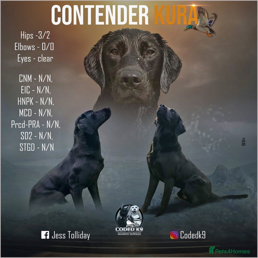 Labrador Retriever dogs for stud: FULLY HEALTH TESTED STUD DOG - Image 1