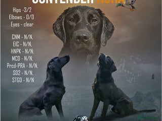 Labrador Retriever dogs - Advert 1