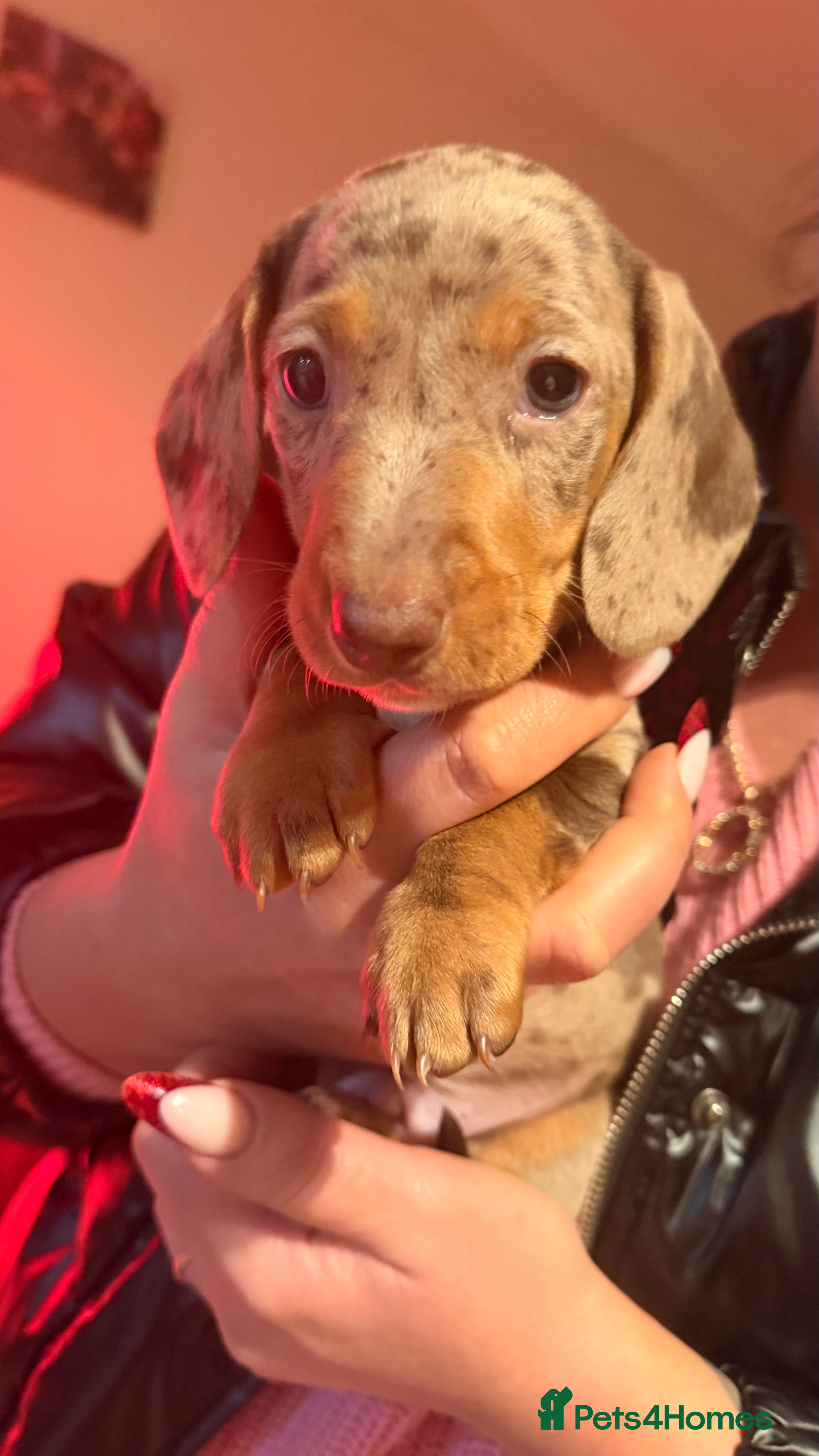 Miniature Dachshund dogs Miniature Dachshunds puppy's for sale.  - Advert 1
