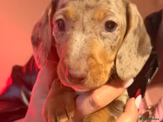 Miniature Dachshund dogs Miniature Dachshunds puppy's for sale. - Advert 10