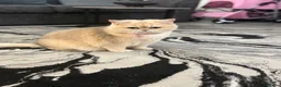 British Shorthair cats for sale: Golden Haired British Shorthair Female - Advert 2