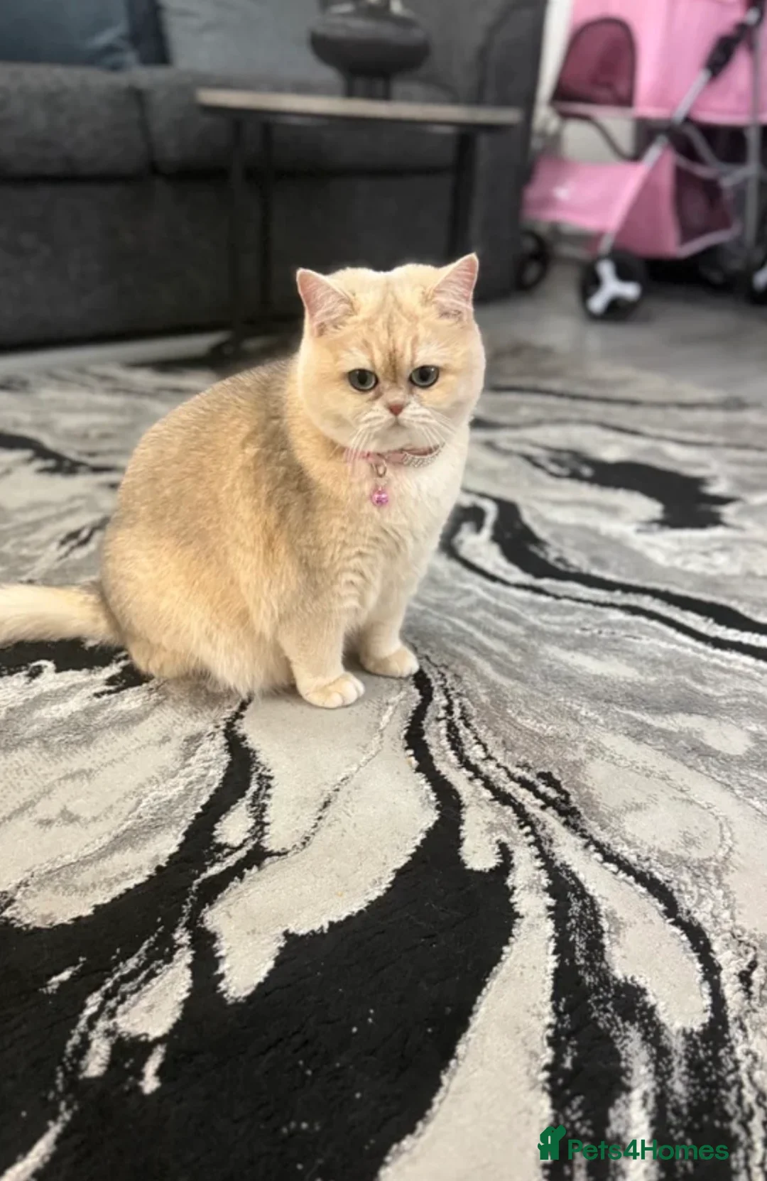 British Shorthair cats for sale: Golden Haired British Shorthair Female - Advert 2