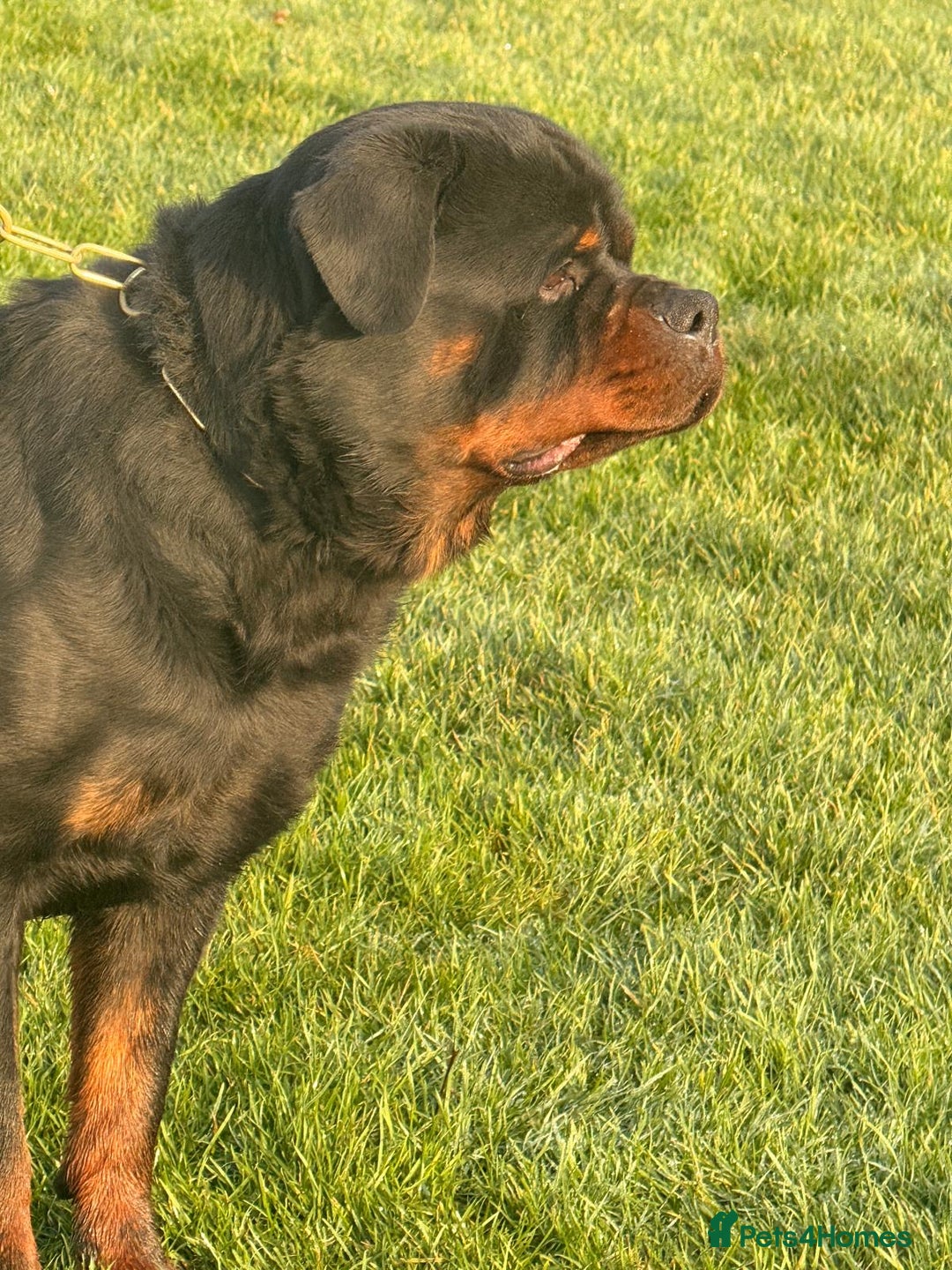 Rottweiler dogs for stud: Top quality health tested kc male German X serbian - Advert 15