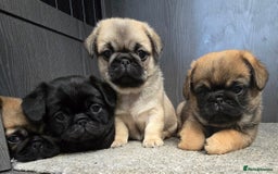 Mixed Breed dogs for sale: Pug x pekingese - Image 2