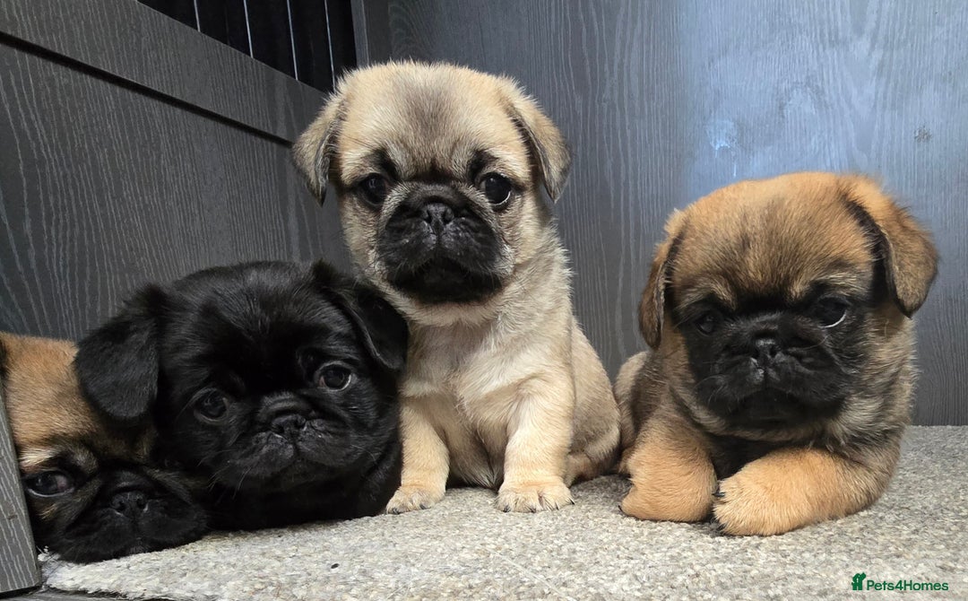 Mixed Breed dogs for sale: Pug x pekingese - Image 2