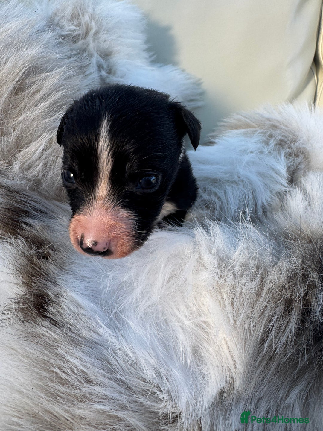 Mixed Breed dogs for sale: 🐾 Beautiful Whippet x Collie Puppies! 🐾 - Image 33