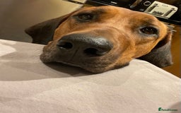 Rhodesian Ridgeback dogs for sale: Eu**an Champion Pedigree KC  - Image 11