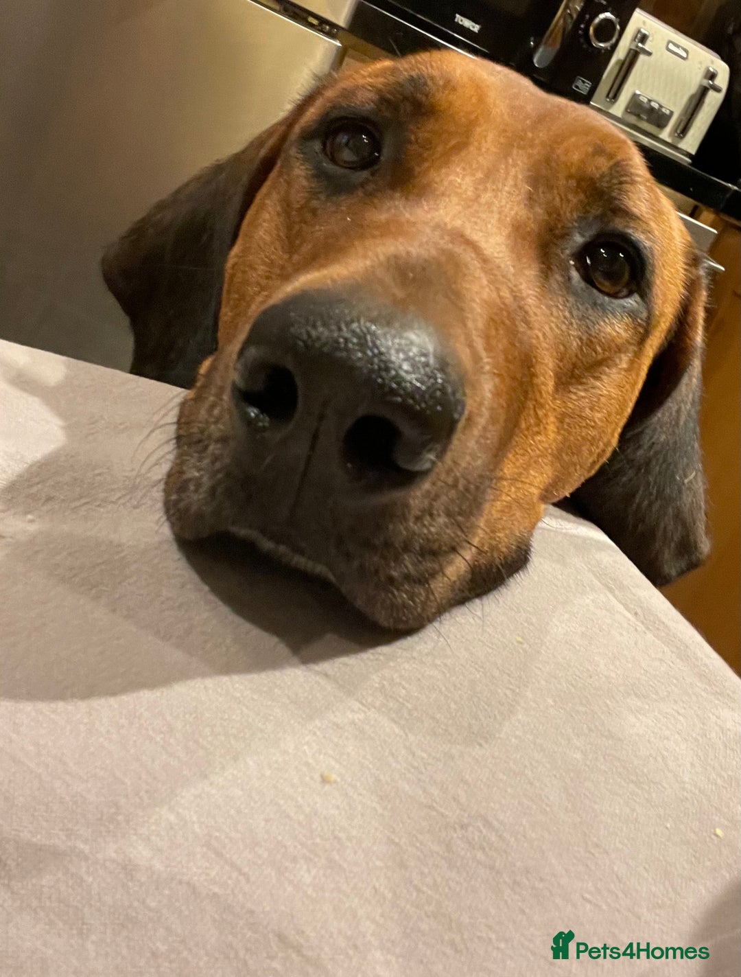 Rhodesian Ridgeback dogs for sale: Eu**an Champion Pedigree KC  - Image 11