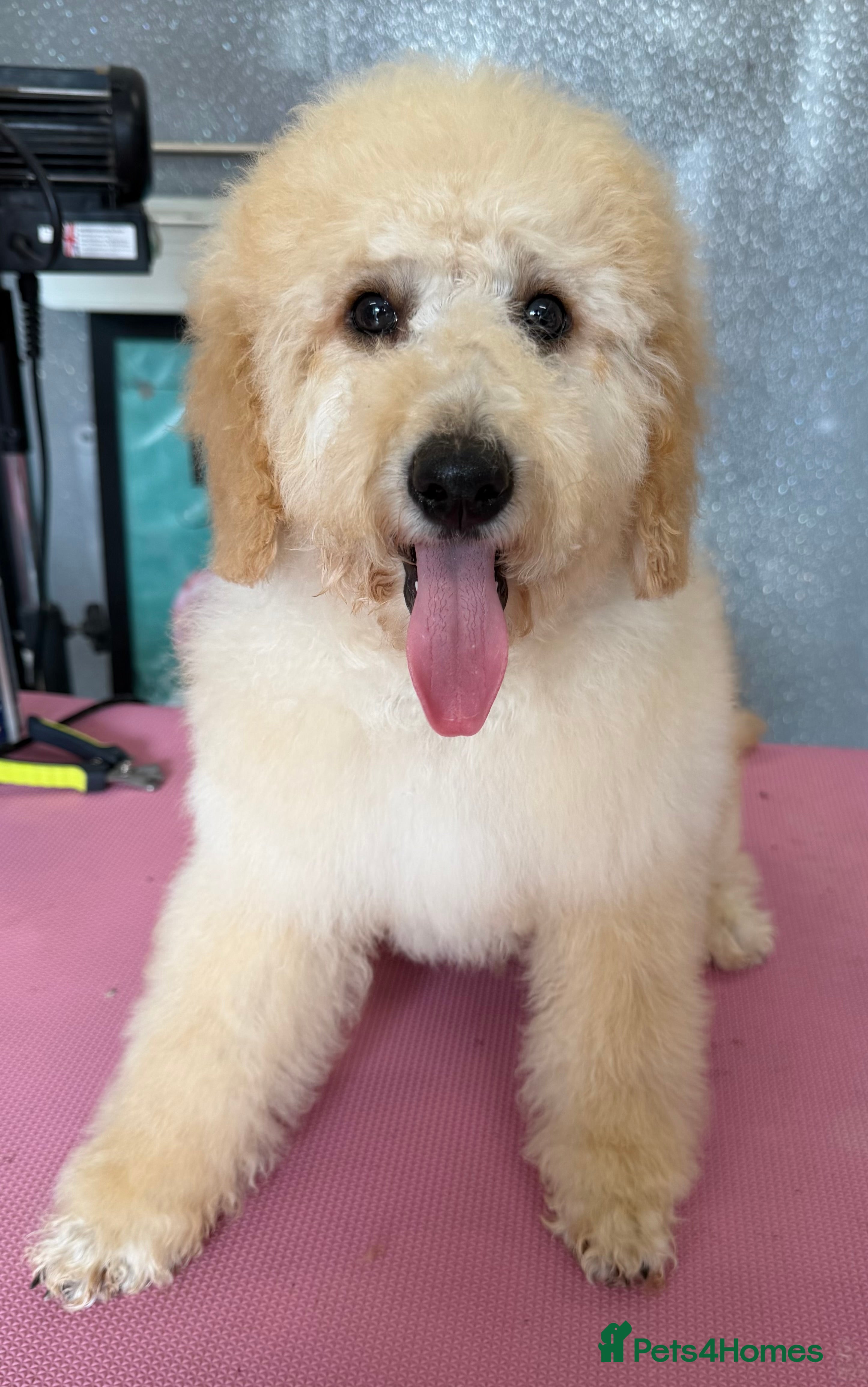 Miniature Poodle dogs Male KC Miniature Poodles, DNA tested,  0% co eff  - Advert 2