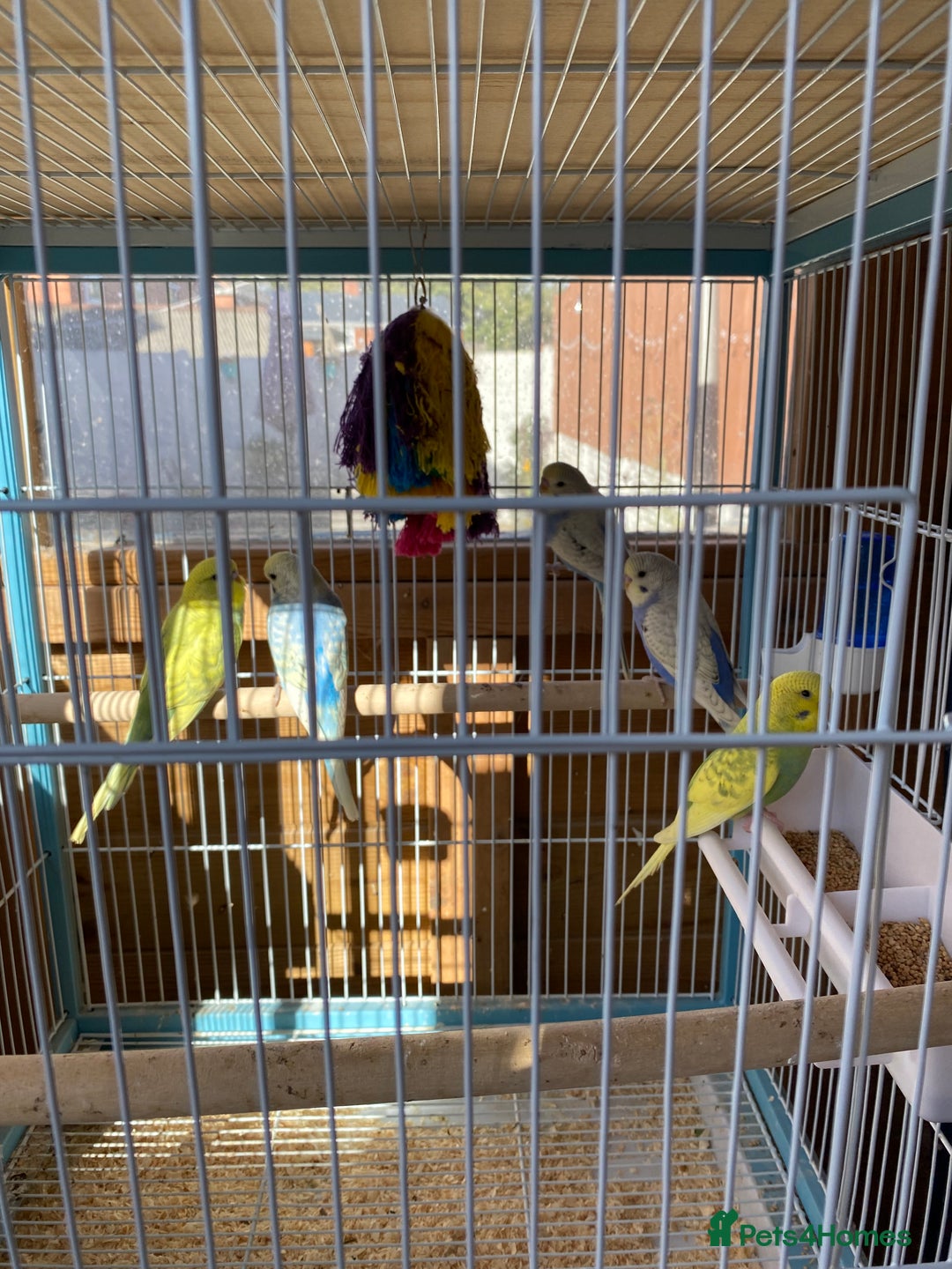 Budgerigars birds for sale: Budgies - Image 4