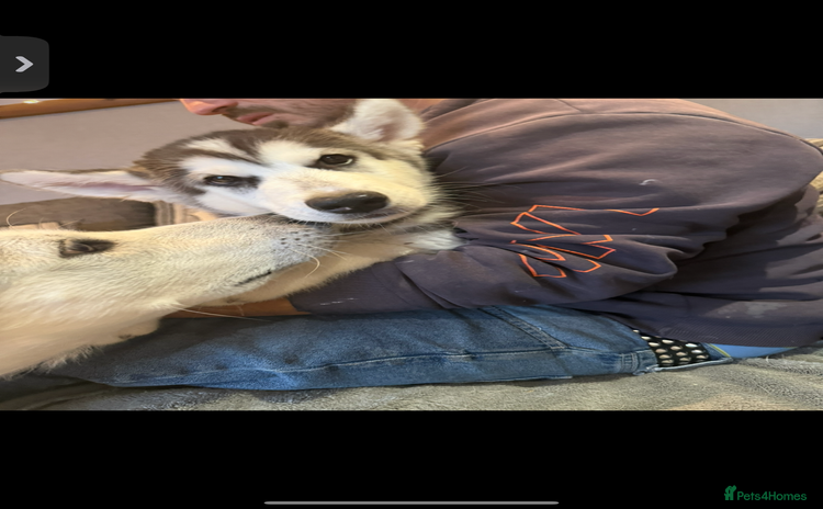 Utonagan dogs - Advert 1