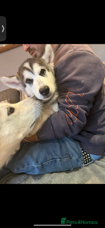 Utonagan dogs - Advert 1